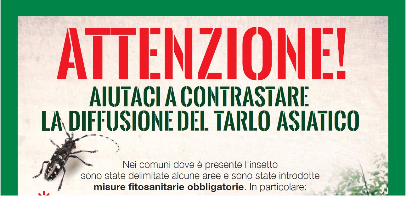 tarlo-asiatico